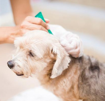 Pipetas antipulgas para perros