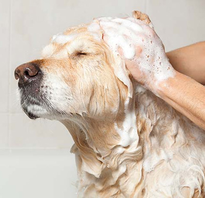 Shampoo para perros